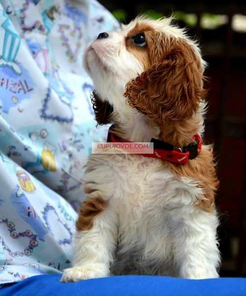 Cavalier King Charles španiel – blenheim i tricolo