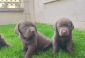 Labrador retriver