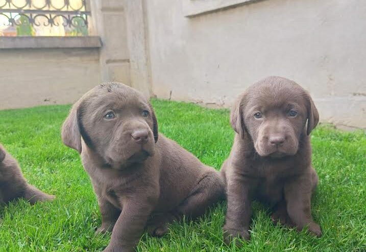 Labrador retriver