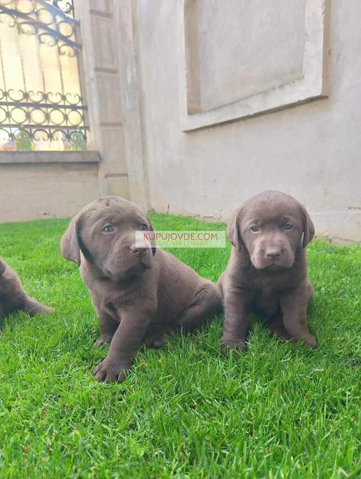 Labrador retriver