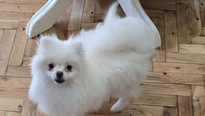 Čistokrvni Boo štenci Pomeranca