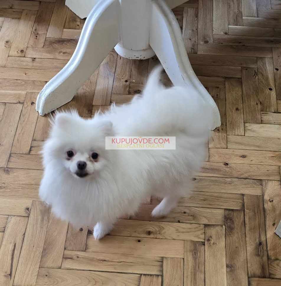 Čistokrvni Boo štenci Pomeranca