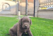 Labrador retriver