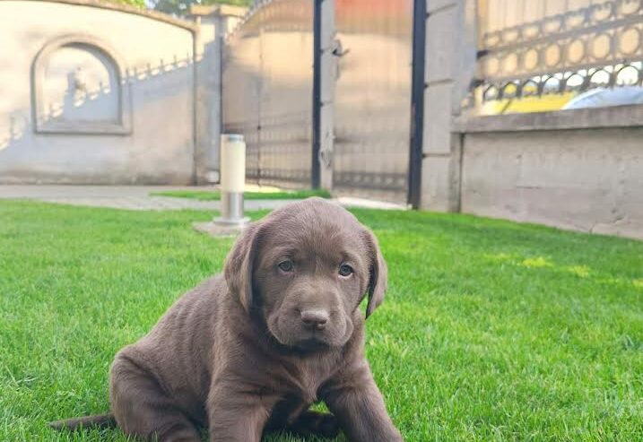 Labrador retriver