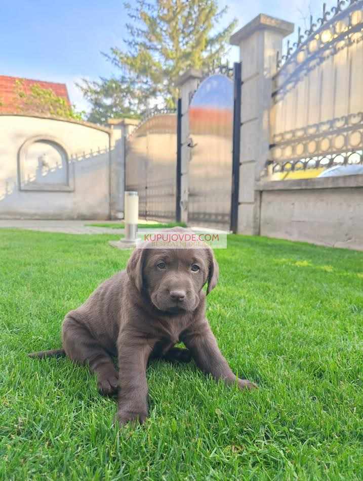 Labrador retriver