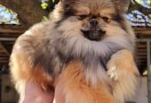 Čistokrvni Boo štenci Pomeranca