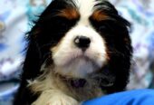 Cavalier King Charles španiel – blenheim i tricolo