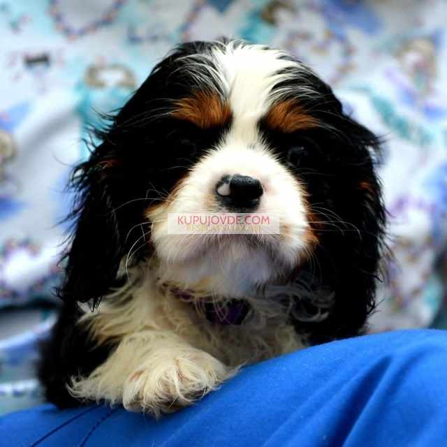 Cavalier King Charles španiel – blenheim i tricolo