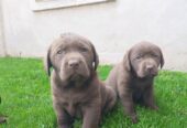 Labrador retriver