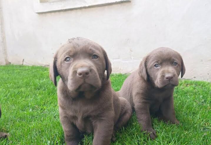 Labrador retriver