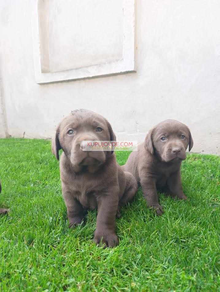 Labrador retriver