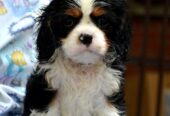 Cavalier King Charles španiel – blenheim i tricolo