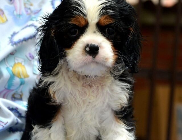 Cavalier King Charles španiel – blenheim i tricolo