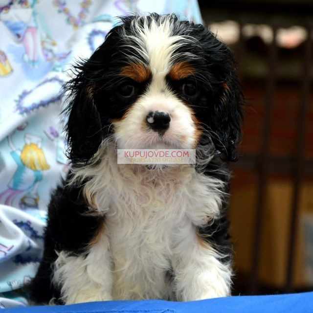 Cavalier King Charles španiel – blenheim i tricolo