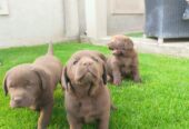Labrador retriver