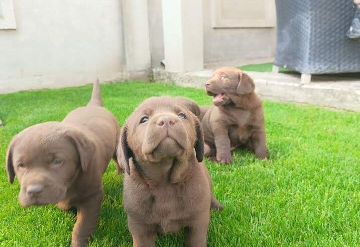 Labrador retriver