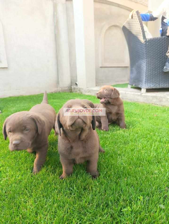 Labrador retriver