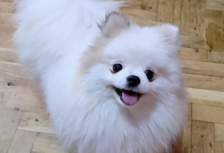 Čistokrvni Boo štenci Pomeranca