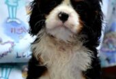 Cavalier King Charles španiel – blenheim i tricolo