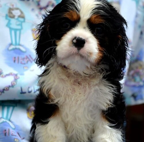 Cavalier King Charles španiel – blenheim i tricolo