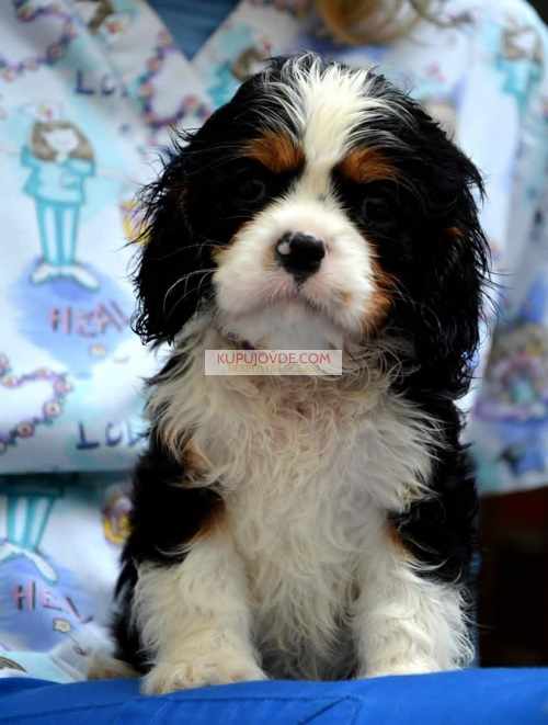 Cavalier King Charles španiel – blenheim i tricolo