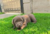 Labrador retriver