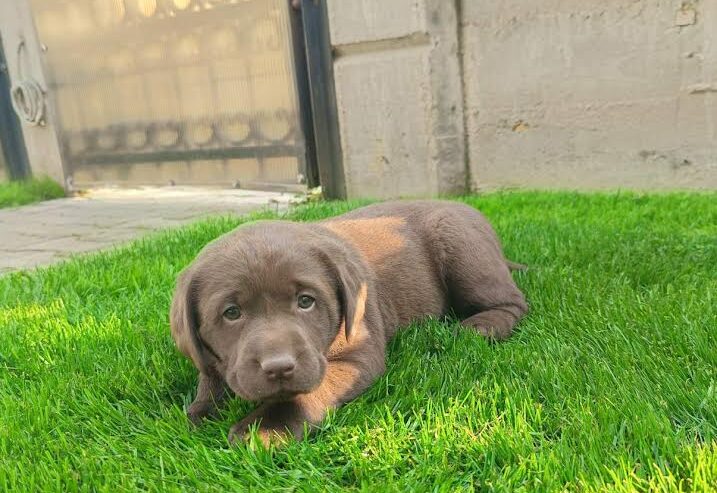 Labrador retriver