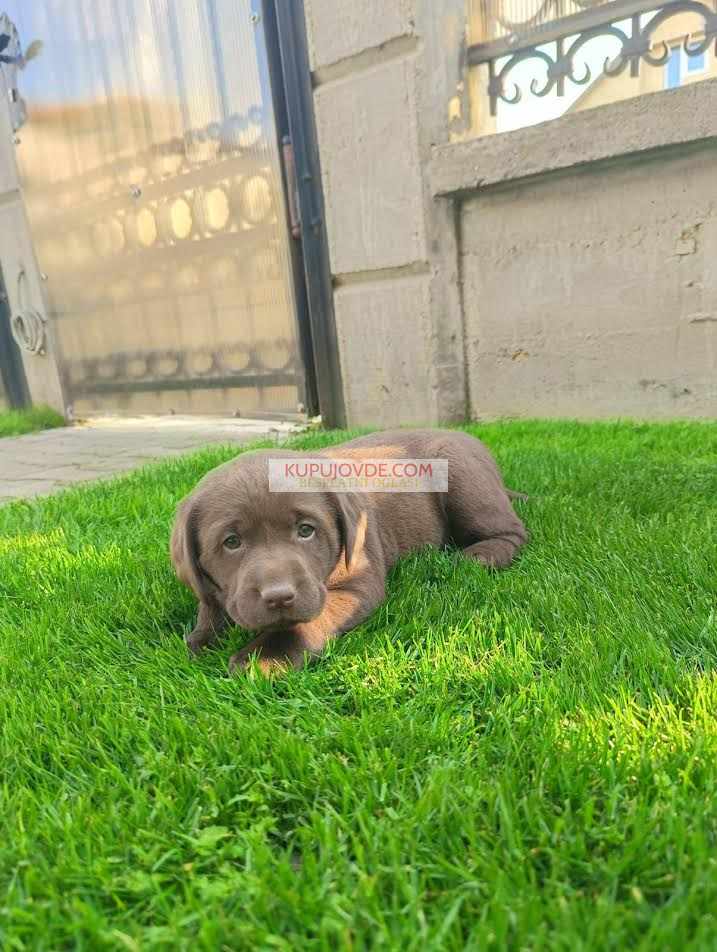 Labrador retriver