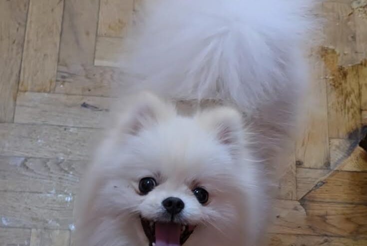 Čistokrvni Boo štenci Pomeranca