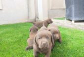 Labrador retriver