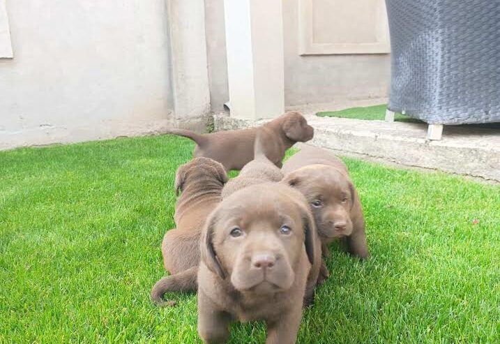 Labrador retriver