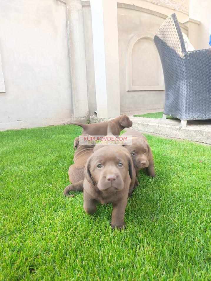 Labrador retriver
