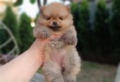 Pomeranac Top zenka