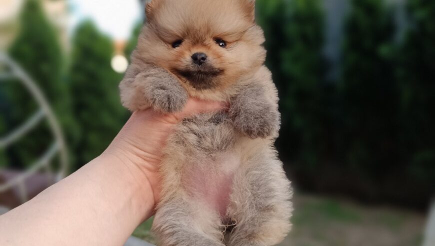 Pomeranac Top zenka