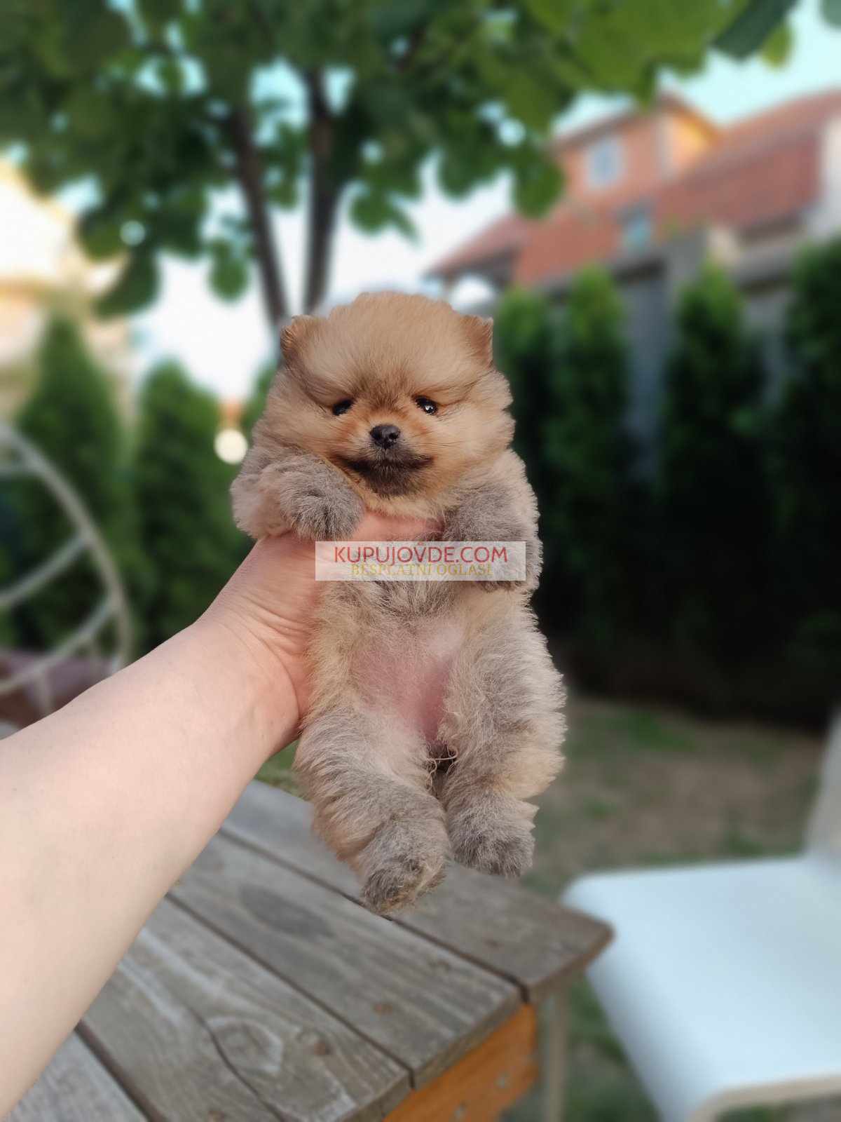 Pomeranac Top zenka