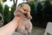 Pomeranac Top zenka