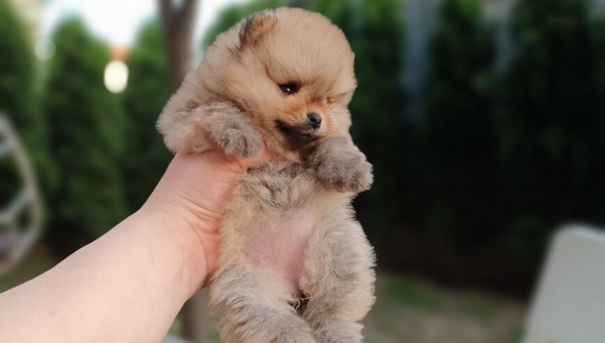 Pomeranac Top zenka