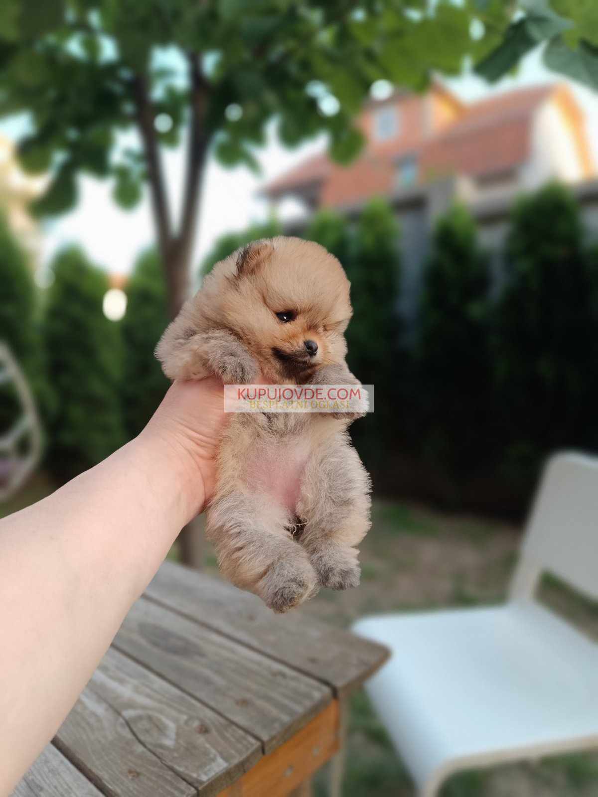 Pomeranac Top zenka