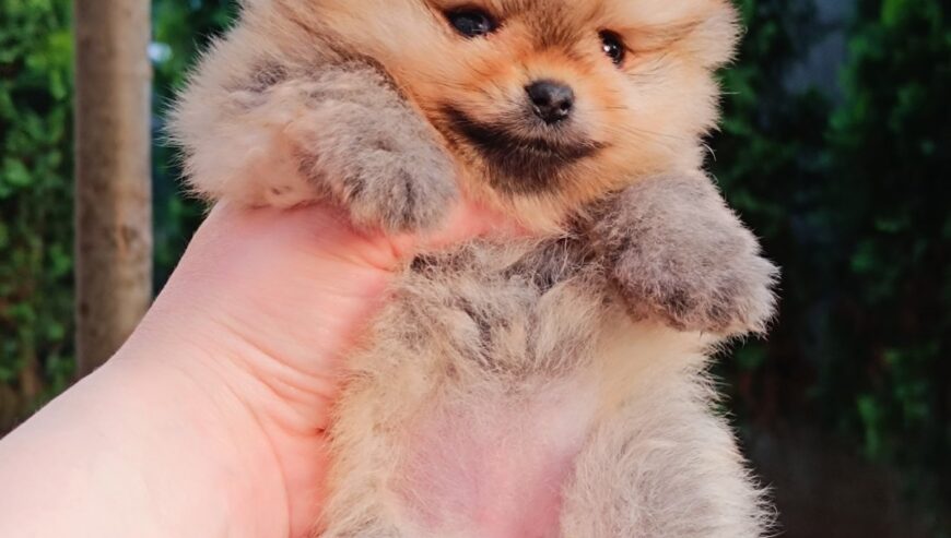 Pomeranac Top zenka