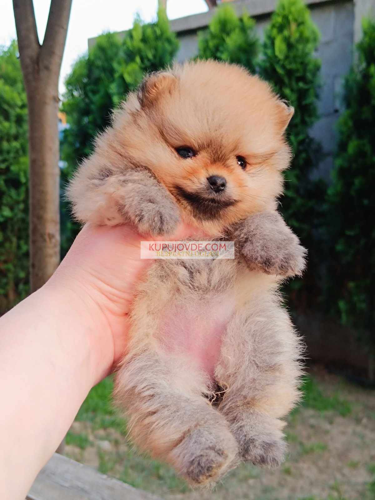 Pomeranac Top zenka