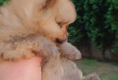 Pomeranac Top zenka