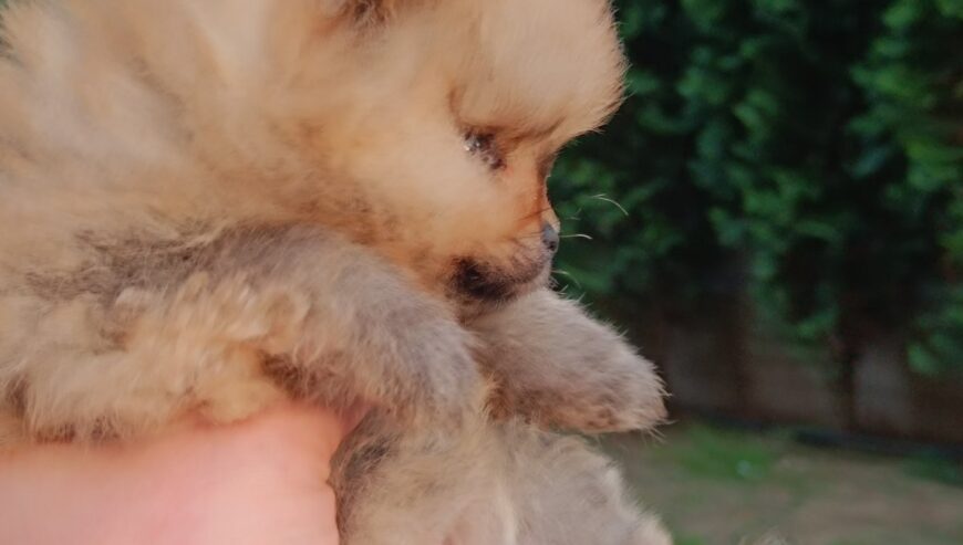 Pomeranac Top zenka