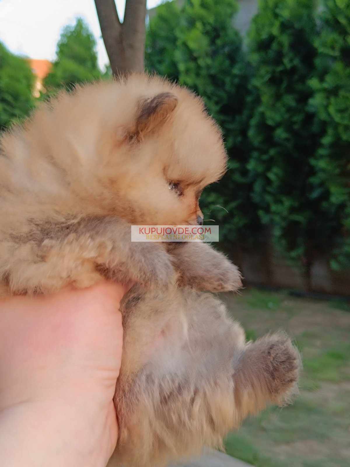 Pomeranac Top zenka