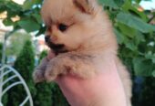 Pomeranac Top zenka
