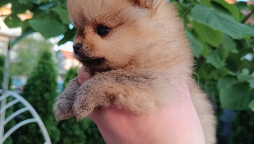 Pomeranac Top zenka
