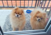 Pomeranac Top zenka