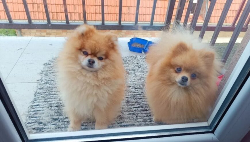 Pomeranac Top zenka
