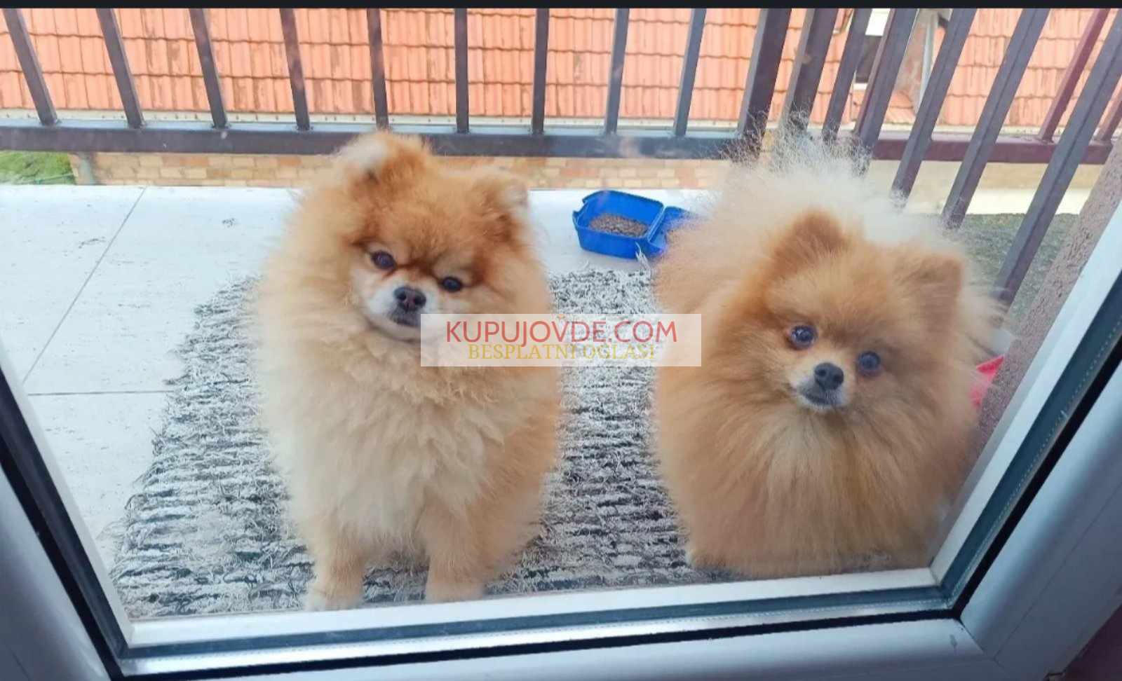 Pomeranac Top zenka