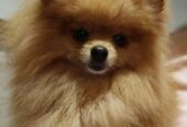 Pomeranac Top zenka
