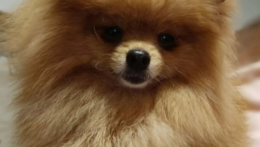 Pomeranac Top zenka